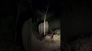 Wild Elephants spotted on road side #elephants #wildlife #shorts #short #youtubeshorts #ytshorts