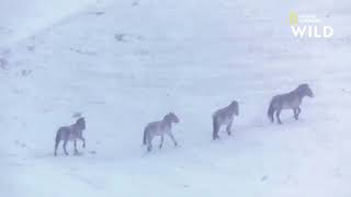 Les chevaux de Przewalski