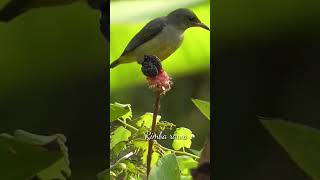 Burung kemade Cabai bunga api icaeum trigonostigma #short#viral