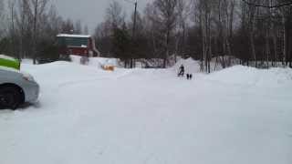 Dogsledding on Valentine's