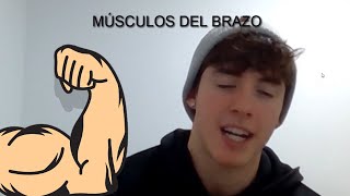 MÚSCULOS DEL BRAZO-Origen, inserción, inervación, acción