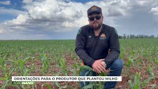 ORIENTAÇÕES PARA O PRODUTOR QUE PLANTOU MILHO - AGROBAND