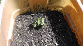 My peppers and tomatoes 2012 part 7