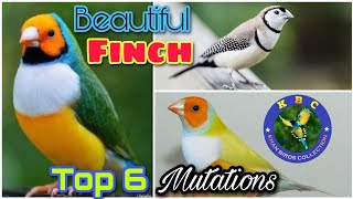 Top 6 Finch Mutations | Finch Bird Business 2022 | Khan Birds Collection