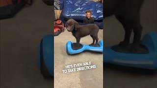 This puppy can ride a hover board 🐕 #shorts #pets