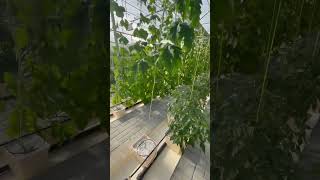 Growing Inside The Climate Controlled House #greenhouse