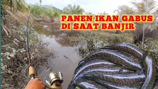 PANEN BESAR SAAT MANCING CASTING IKAN GABUS