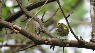 Cape May Warbler