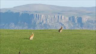 Golden Hare with other Irish Hares on Rathlin Island