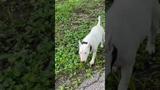 Taking A Little Stroll With My Pregnant Bull Terrier 🐾🔥❤️ #AKC #BullTerrier #ChosenSheepKennels