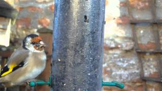 Goldfinch In Our Garden HD (using Macro lense)