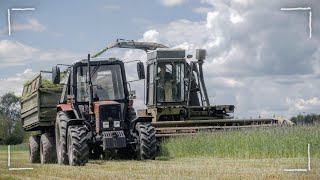 Żyto na Kiszonkę 2O21! w Gr Kwiatkowski ☆ BELARUS 1025.2 & Fortschritt E281 C ☆ AGRO Wiesniak™