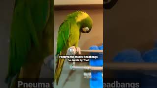 Cute metal parrot headbangs to Jambi by Tool | Pneuma the macaw prefers the riff over the solo