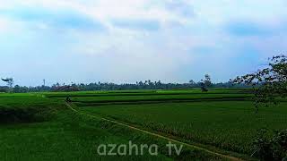 KEINDAHAN SUASANA ALAM PERSAWAHAN