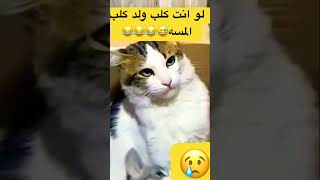 لو انت كلب ولد كلب يمه النظرات #السعودية #explore #youtubeshorts #ترند_السعودية