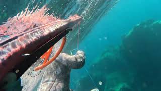 spearfishing  TEK ATIŞ ÇİFT BALIK