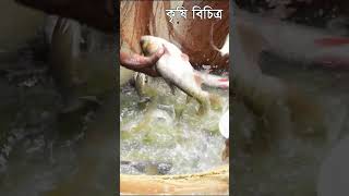 সমন্বিত মাছ চাষ Successful fish farming in bd- কৃষি বিচিত্র #shorts