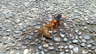 wasp vs spider | you dont see this everyday, only on YouTube 😂