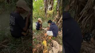 Ikan gabus nih dulur #shortvideo #mancing #bolang