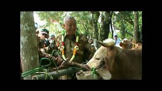 JOGJA TRADISI BUDAYA JOGJA TRADISIONAL IDUL QURBAN GUMREGAN TRADISI PENYUCIAN HEWAN KURBAN