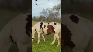 My two mares ready to deliver their foals!