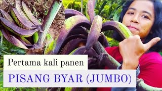 pisang byar (jumbo) #hijautv #petani #petanimuda #pisang