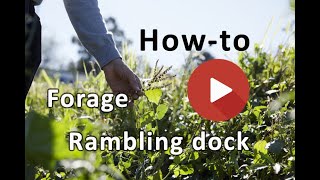 How to forage Rambling dock, edible wild food