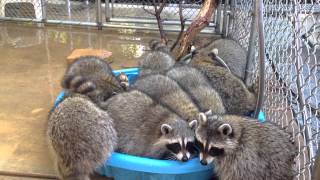 Last Pool Party Raccoons