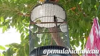 suara pikat dan pancingan burung gelatik batu gacor paling ampuh#pikatburung#pemulakicaukicau