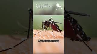 O que está por trás do aumento das doenças transmitidas por mosquitos  #foryou #clima #dengue #oms