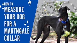 How to Measure Your Dog for a Martingale | Maggie Wags Collar Co.