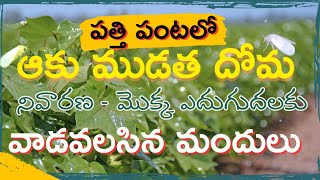 పత్తిలో ఆకుముడత దోమ నివారణ || మొక్క పెరుగుదలకు మందు pathilo doma nivarana || nano gold fertilizer