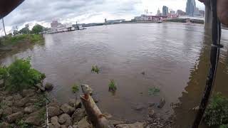 Ohio River Flathead on bluegill head