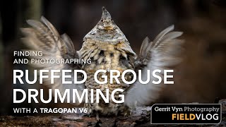 Finding and Photographing Ruffed Grouse Drumming with a Tragopan V6 Blind