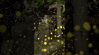 Photographing fireflies at my local temple in Japan.