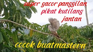 pikat burung kutilang jantan gacor menantang lawan