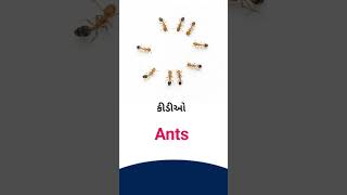 Ants meaning in Gujarati - English Dictionary