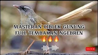 MASTERAN CIBLEK GUNUNG FULL NGEBREN SPEED RAPAT🔥🔥🔥#masteranburung #cigungacor #muraibatu #sogon