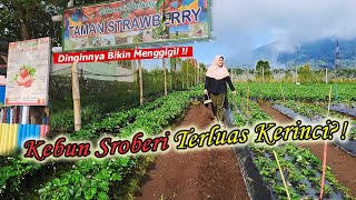 Petik Strawberry di Kaki Gunung KERINCI, Dapat JUMBO?! #strawberry