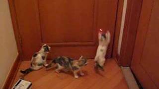 Kittens Catch Laser Pointer