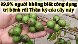 Cây thuốc quí nhưng lại rất ít người biết, đã được Bộ Y Tế kiểm nghiệm. PHAN HẢI Vlog