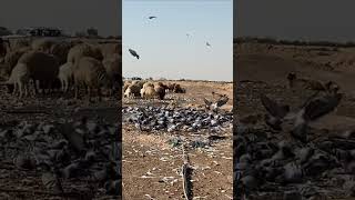 Pigeon Catch With Net | Kabotar Net K Sath Pakray |Pigeon Catch With Net| Kabotar Ka shikar |Hunting