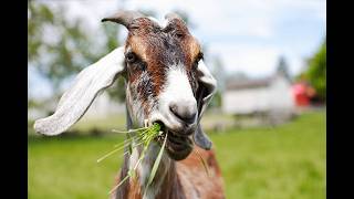 Understanding the Fascinating World of Goats: A Deep Dive into Their Behavior, Breeds, and Benefits