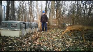 Release of rescued and rehabbed deers at ACDB