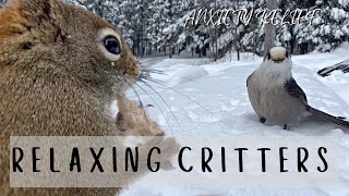 Critters In Nature: TV For Your Dog: Wildlife & Nature Relaxation