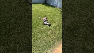 Off day rolls #ytshorts #shortsfeed #shortsviral #dogshorts #short #ytviral