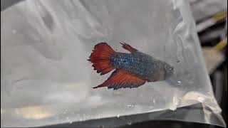 Betta 11