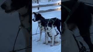 Husky ride dogs