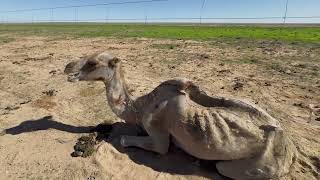 Saving injured camels and giving them a second chance at life | Animal rescue compilation