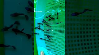 blue guppy//#guppy/#guppyfarm/ #farm/#shorts/#shortvideo/